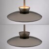 Paul Neuhaus PURE Moon Pendelleuchte LED Bronze, 6-flammig