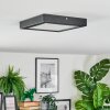 Isela Deckenleuchte LED Schwarz, 1-flammig
